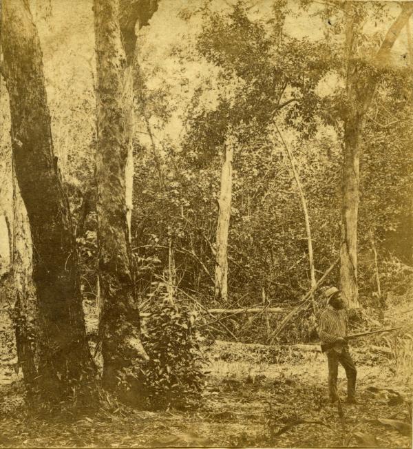 Doctor Peel at Doctor's Gully Garden, 1869
