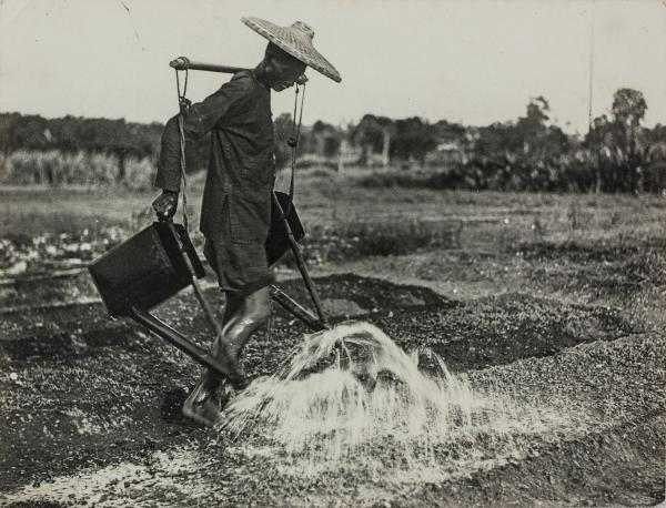 Black and white photo. Man wearing a straw hat waters crop using a carrying pole over his shoulders